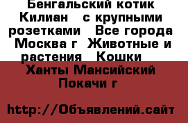 Бенгальский котик Килиан , с крупными розетками - Все города, Москва г. Животные и растения » Кошки   . Ханты-Мансийский,Покачи г.